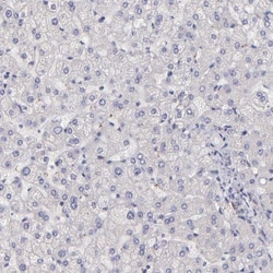 NSF Antibody, Novus Biologicals 0.1mL; Unlabeled:Antibodies, Polyclonal