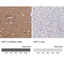 NSF Antibody, Novus Biologicals 0.1mL; Unlabeled:Antibodies, Polyclonal