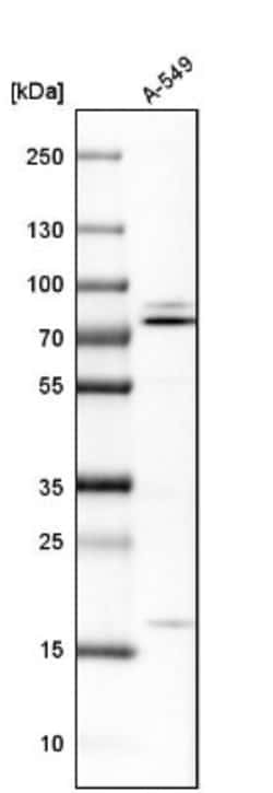 NSF Antibody, Novus Biologicals 0.1mL; Unlabeled:Antibodies, Polyclonal