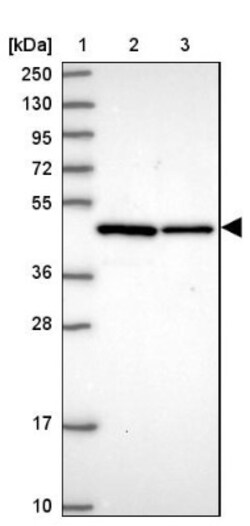 NSFL1C Antibody, Novus Biologicals:Antibodies:Primary Antibodies