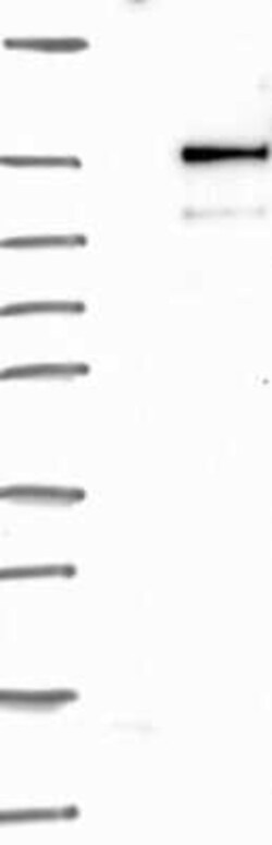 NSP 5 alpha 3 alpha Rabbit anti-Human, Polyclonal, Novus Biologicals 100
