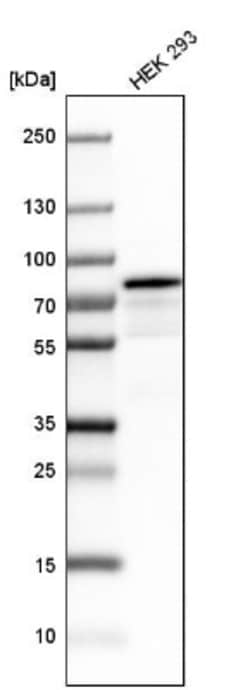 NSRP1 Antibody, Novus Biologicals 0.1mL; Unlabeled:Antibodies, Polyclonal