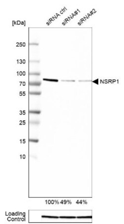 NSRP1 Antibody, Novus Biologicals 0.1mL; Unlabeled:Antibodies, Polyclonal