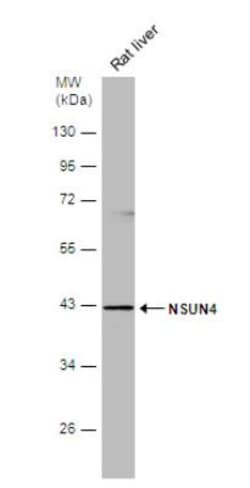 NSUN4 Antibody, Novus Biologicals 0.1mL; Unlabeled:Antibodies, Polyclonal