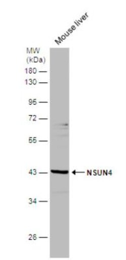 NSUN4 Antibody, Novus Biologicals 0.1mL; Unlabeled:Antibodies, Polyclonal
