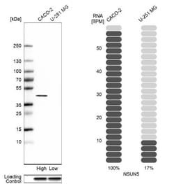 NSUN5 Antibody, Novus Biologicals 0.1mL; Unlabeled:Antibodies, Polyclonal