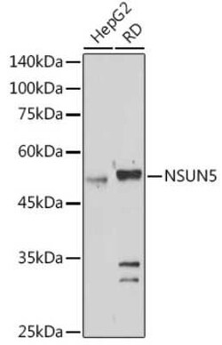 NSUN5 Rabbit anti-Human, Mouse, Rat, Polyclonal, Novus Biologicals 20 &mu;g | Buy Online | Novus Biologicals | Fisher Scientific