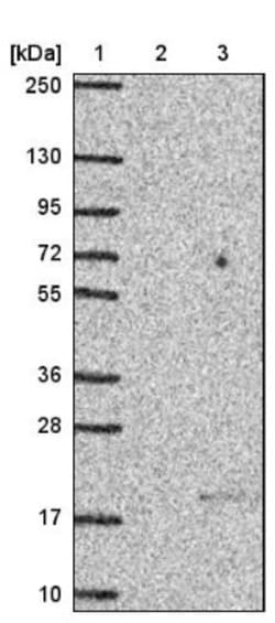 NTF2 Antibody, Novus Biologicals 0.1mL; Unlabeled:Antibodies, Polyclonal