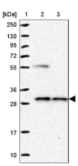 NUBP2 Antibody, Novus Biologicals 0.1mL; Unlabeled:Antibodies, Polyclonal
