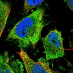 NUDCD3 Antibody, Novus Biologicals:Antibodies:Primary Antibodies