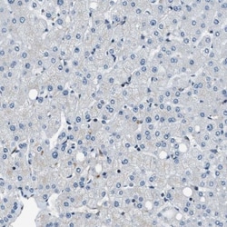 NUDCD3 Antibody, Novus Biologicals 0.1mL; Unlabeled:Antibodies, Polyclonal
