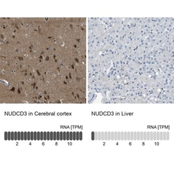 NUDCD3 Antibody, Novus Biologicals 0.1mL; Unlabeled:Antibodies, Polyclonal