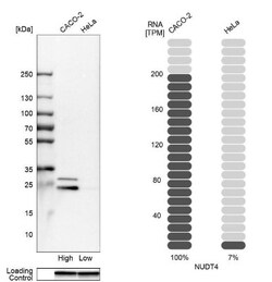 NUDT4 Antibody, Novus Biologicals 0.1mL; Unlabeled:Antibodies, Polyclonal