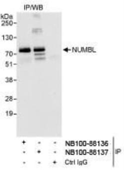 NUMBL Antibody, Novus Biologicals 0.1mL; Unlabeled:Antibodies, Polyclonal