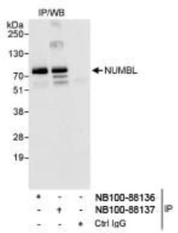 NUMBL Antibody, Novus Biologicals 0.1mL; Unlabeled:Antibodies, Polyclonal