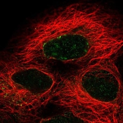 NUP133 Antibody, Novus Biologicals 0.1mL; Unlabeled:Antibodies, Polyclonal