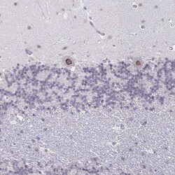NUP133 Antibody, Novus Biologicals 0.1mL; Unlabeled:Antibodies, Polyclonal