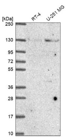 NUP133 Antibody, Novus Biologicals 0.1mL; Unlabeled:Antibodies, Polyclonal