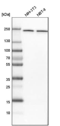 NUP205 Antibody, Novus Biologicals 25 &mu;L; Unlabeled:Antibodies, Polyclonal