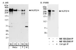 NUP214 Antibody, Novus Biologicals 0.1mL; Unlabeled:Antibodies, Polyclonal
