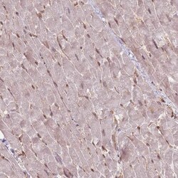 NUP50 Antibody, Novus Biologicals 0.1mL; Unlabeled:Antibodies, Polyclonal