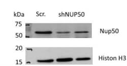 NUP50 Antibody, Novus Biologicals 0.1mL; Unlabeled:Antibodies, Polyclonal