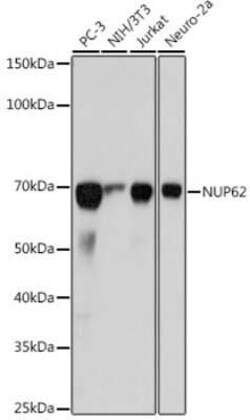 NUP62 Rabbit anti-Human, Mouse, Rat, Clone: 4V10S5, Novus Biologicals 100