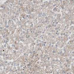 NUP62 Antibody, Novus Biologicals 25 &mu;L; Unlabeled:Antibodies, Polyclonal