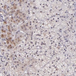 NUP62CL Antibody, Novus Biologicals 0.1mL; Unlabeled:Antibodies, Polyclonal