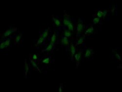 NUP98 Antibody (2H4), Novus Biologicals 100 &mu;g | Buy Online | Novus Biologicals | Fisher Scientific