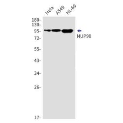 NUP98 Rabbit anti-Human, Mouse, Rat, Clone: S01-6F4, Novus Biologicals