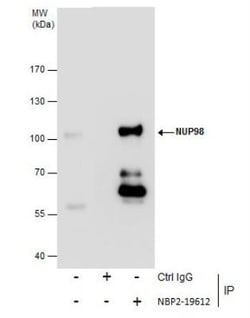 NUP98 Antibody, Novus Biologicals 0.1mL; Unlabeled:Anticuerpos