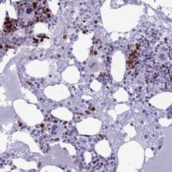 NUSAP1 Antibody, Novus Biologicals 0.1mL; Unlabeled:Antibodies, Polyclonal