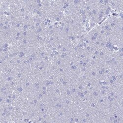 NUSAP1 Antibody, Novus Biologicals 0.1mL; Unlabeled:Antibodies, Polyclonal