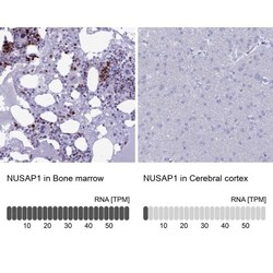 NUSAP1 Antibody, Novus Biologicals 0.1mL; Unlabeled:Antibodies, Polyclonal