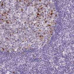 NUSAP1 Antibody, Novus Biologicals 0.1mL; Unlabeled:Antibodies, Polyclonal