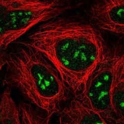 NVL Antibody, Novus Biologicals 0.1mL; Unlabeled:Antibodies, Polyclonal