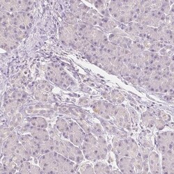 NVL Antibody, Novus Biologicals 0.1mL; Unlabeled:Antibodies, Polyclonal