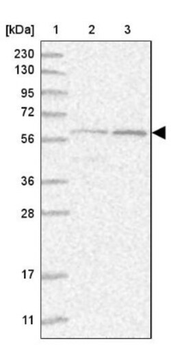 NVL Antibody, Novus Biologicals 0.1mL; Unlabeled:Antibodies, Polyclonal