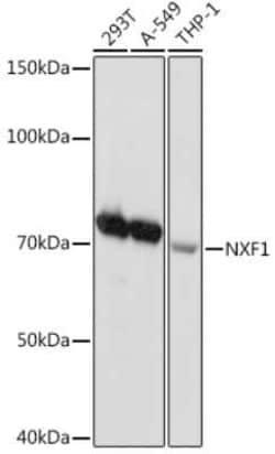 NXF1 Rabbit anti-Human, Clone: 4U7K3, Novus Biologicals 20 &mu;g | Buy Online | Novus Biologicals | Fisher Scientific