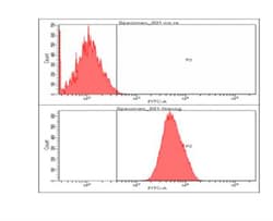 Nanog Antibody (5A10) - BSA Free, Novus Biologicals:Antibodies:Primary