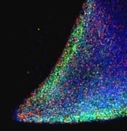 Nanog Antibody, Novus Biologicals 0.1mg; Unlabeled:Antibodies, Polyclonal