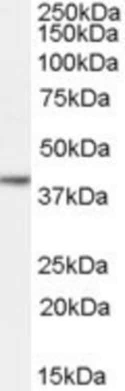 Nanog Antibody, Novus Biologicals 0.1mg; Unlabeled:Antibodies, Polyclonal