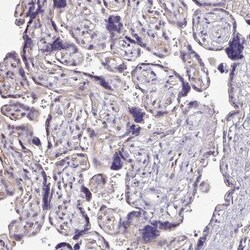 Napsin A Antibody, Novus Biologicals 0.1mL; Unlabeled:Antibodies, Polyclonal