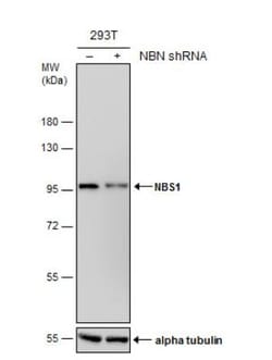 Nbs1 Antibody (1D7), Novus Biologicals 0.1mL; Unlabeled:Antibodies, Monoclonal