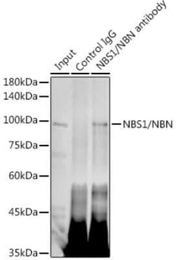 Nbs1 Rabbit anti-Human, Clone: 4G4R1, Novus Biologicals 100 &mu;g | Buy Online | Novus Biologicals | Fisher Scientific