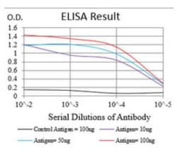 Nbs1 Antibody (7E4A2), Novus Biologicals:Antibodies:Primary Antibodies