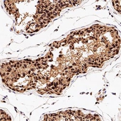 Nbs1 Antibody, Novus Biologicals 0.05mL; Unlabeled:Antibodies, Polyclonal