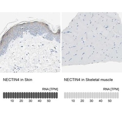 Nectin-4/PVRL4 Antibody, Novus Biologicals 25 &mu;L; Unlabeled:Antibodies,