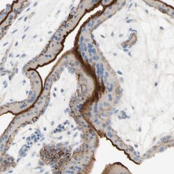 Nectin-4/PVRL4 Antibody, Novus Biologicals 25 &mu;L; Unlabeled:Antibodies,